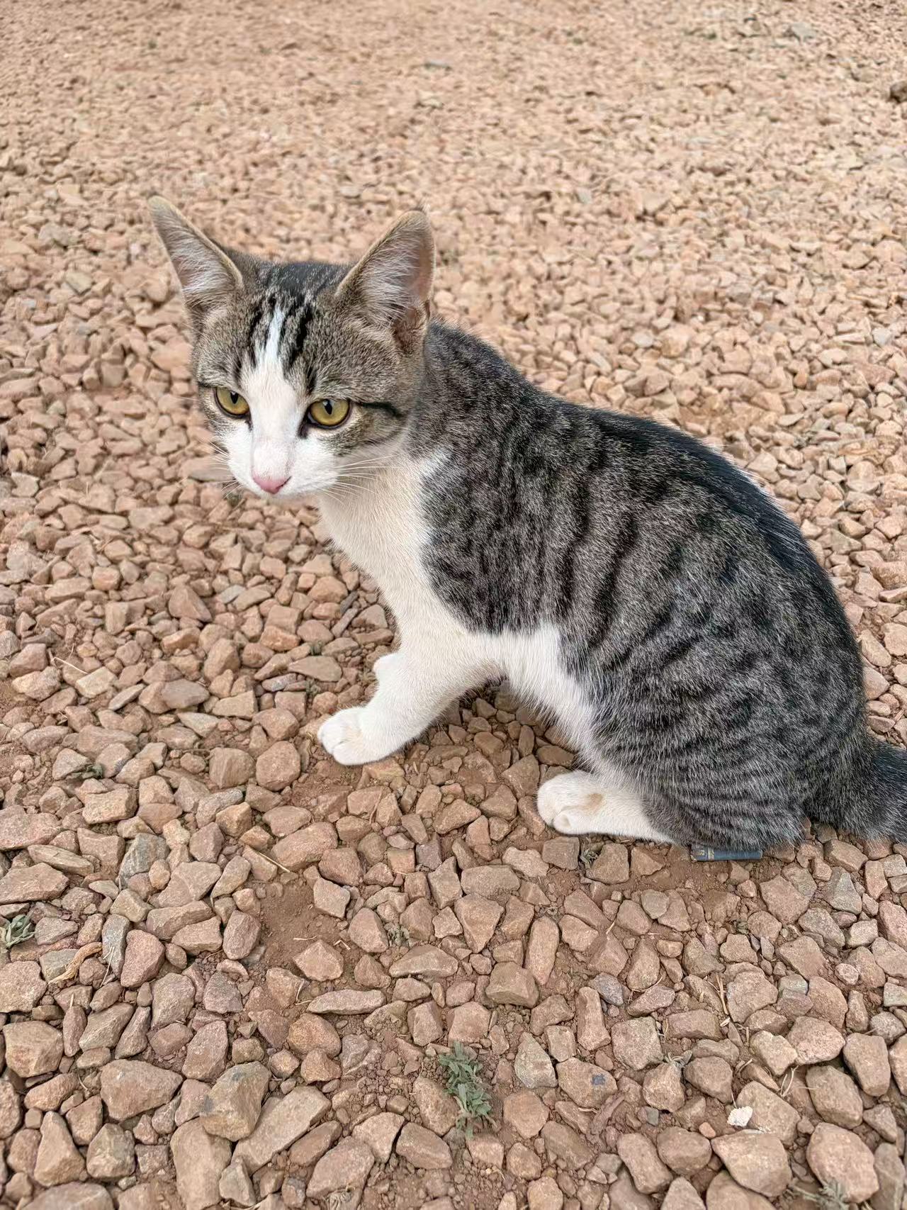工地猫